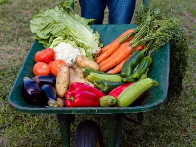 cosecha frutas hortalizas frescas barcelona